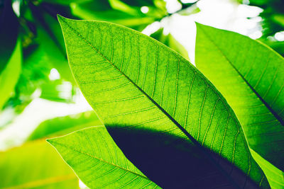 Close-up of green leaves