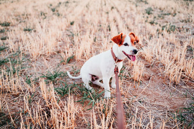 Dog looking away while sitting on land