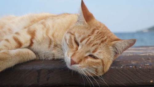 Close-up of a cat resting on wood