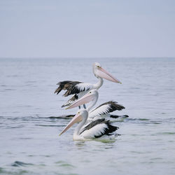 View of birds in sea against sky