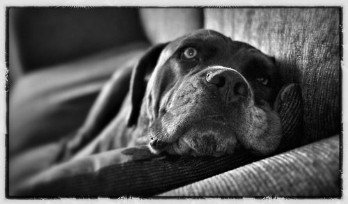 Close-up portrait of a dog