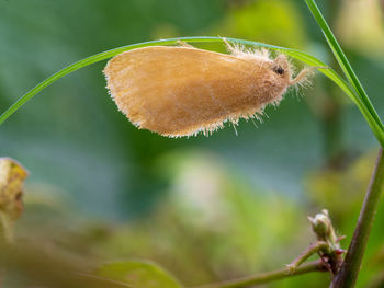 Close-up of mushroom growing outdoors