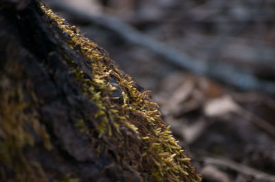 Close-up of lichen on tree trunk