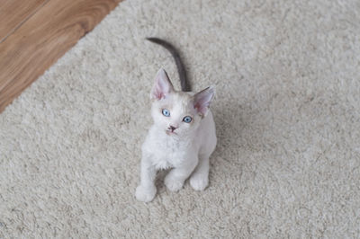 Portrait of white cat on rug