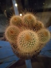 Close-up of cactus