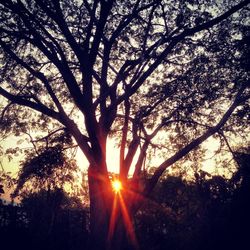 Silhouette trees against bright sun at sunset