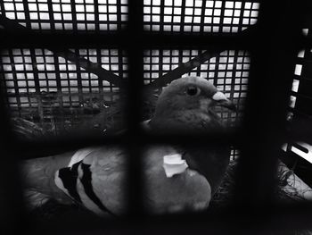 Close-up of bird in cage