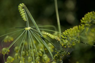 Close-up of caterpillars on plant