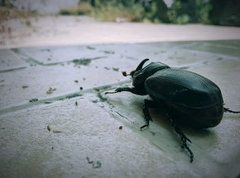 Close-up of insect on the ground