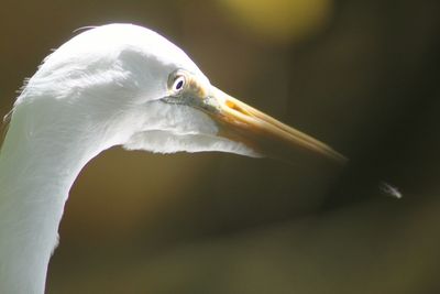 Close-up of heron