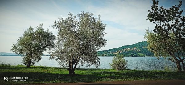 Trees by lake against sky