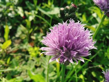 Close-up of purple flower blooming outdoors