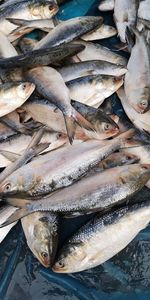 High angle view of fish for sale in market