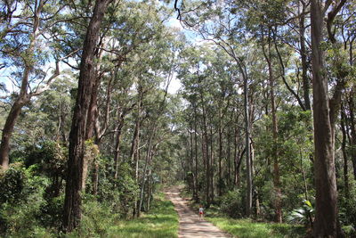 Walkway amidst trees against sky