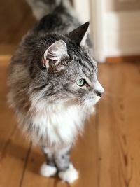 Close-up portrait of cat at home