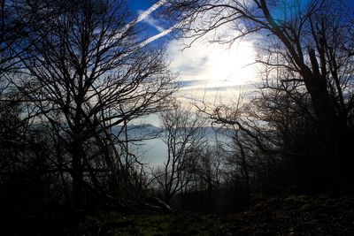 Low angle view of bare trees against sky