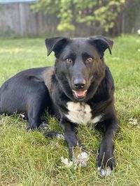 Portrait of black dog lying on field