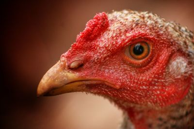 Close-up of a hen