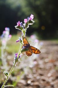 Close-up of butterfly pollinating on purple flower