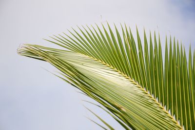 Close-up of palm tree against clear sky