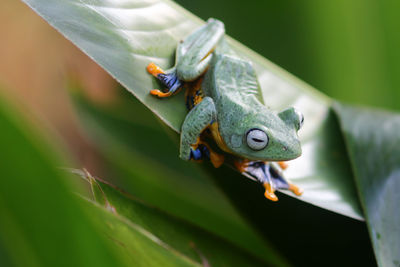 Close-up of lizard on leaf