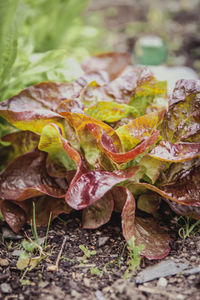 High angle view of dry leaves on field