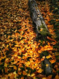 Close-up of leaves on tree trunk