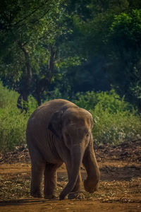 Elephant in a forest