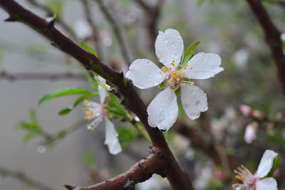 Close-up of white cherry blossom on tree