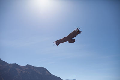 Low angle view of bird flying against blue sky