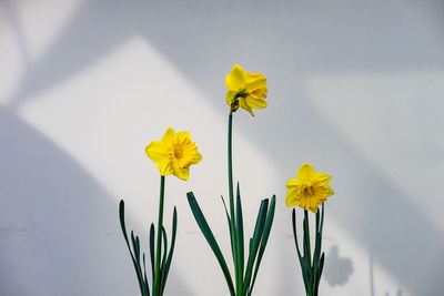 Close-up of yellow flowering plant against wall