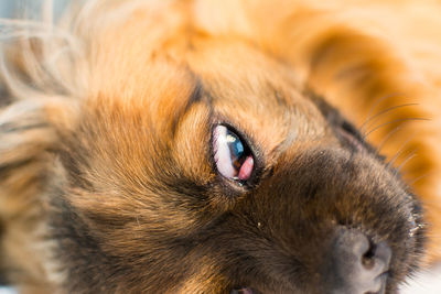 Dog with cherry eye at the veterinary clinic