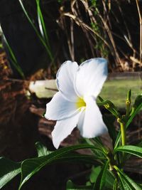 Close-up of white flowering plant