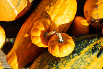 Close-up of pumpkin pumpkins during autumn