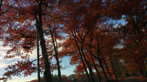 Low angle view of trees