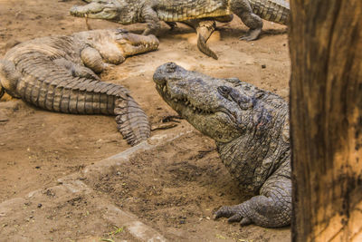 View of crocodile resting in a zoo