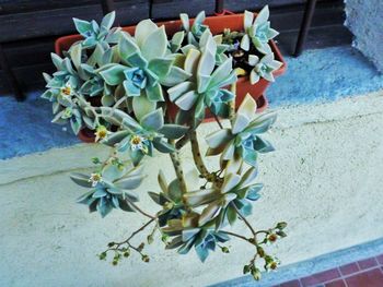 Close-up high angle view of flowers