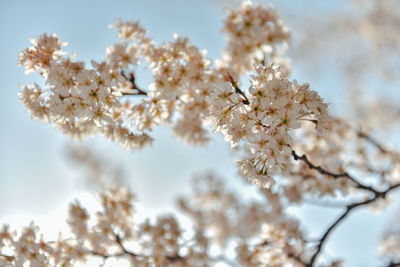 Low angle view of cherry blossoms against sky