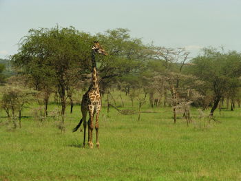 Horse standing on landscape