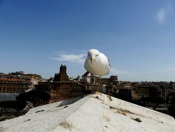 Seagull perching on a building