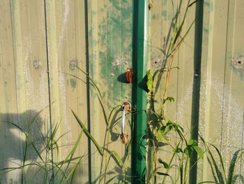 Close-up of bamboo plants seen through window