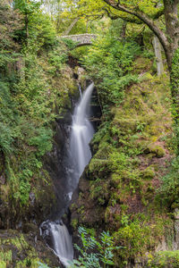 Scenic view of waterfall in forest