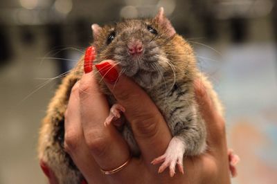 Cropped hand of woman holding squirrel