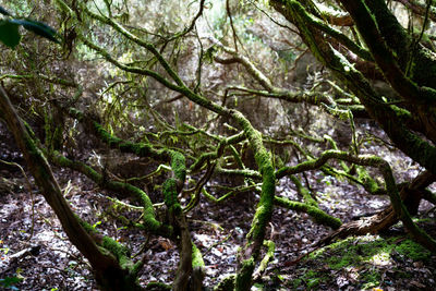 Close-up of tree trunk in forest