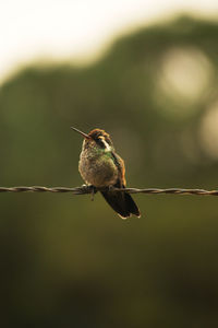 Close-up of bird perching on twig