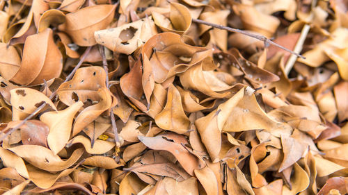 Close-up of autumn leaves