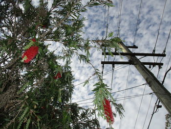 Low angle view of trees against sky during winter
