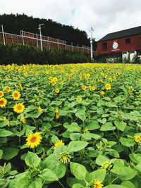 Yellow flowering plants on field against sky