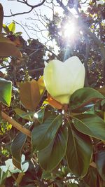 Low angle view of fruit on tree