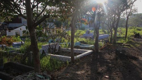 Trees and plants in yard